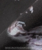 GOOD ROCK SPEED: �~���[�W�b�N �O���t�B�b�N �v�����g �o���h T�V���c��